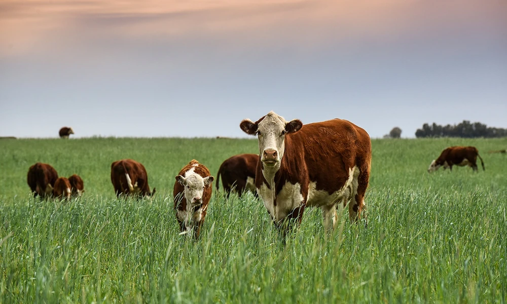 Where to Buy Grass-Fed Beef Near Columbus, Ohio